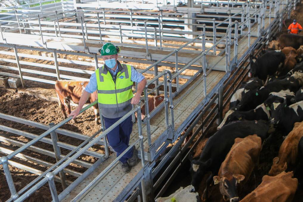Upgrade: The new cattle lairage at Midfields were completed this week. Picture: Morgan Hancock