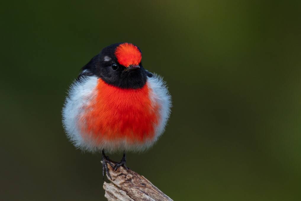 Stand-out: The markings on this red-capped robin ensure it will be easy to spot. 