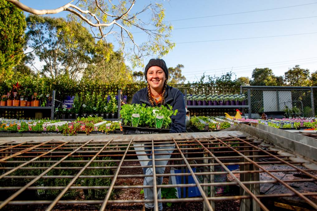Popular: Sam Roth says home gardeners are snapping up vegetable seedlings. Picture: Chris Doheny 