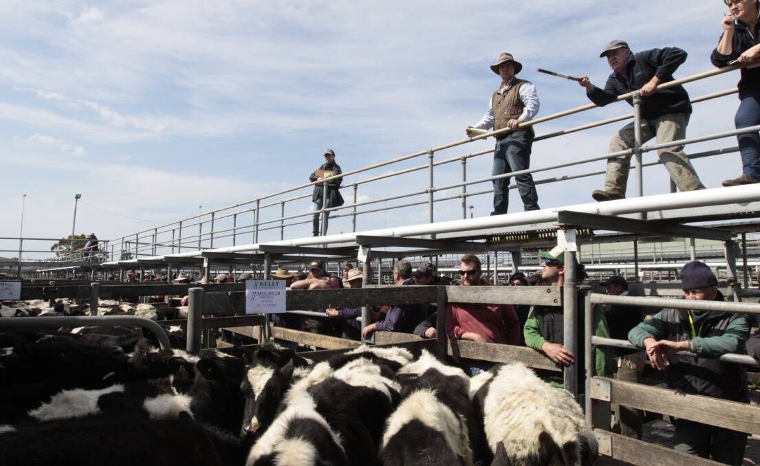 To upgrade or not to upgrade, that is the question: Councillors to debate the future of Warrnambool's saleyards.