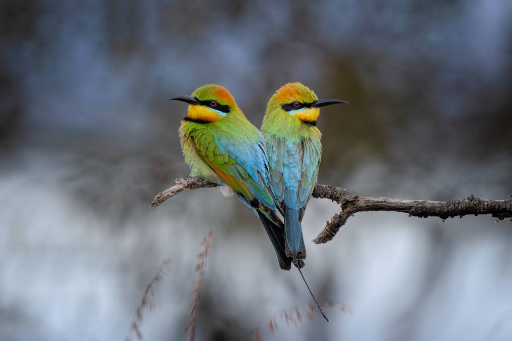 Double the love: A pair of rainbow bee-eaters mimic a love heart as they sit side-by-side on the end of a branch. 