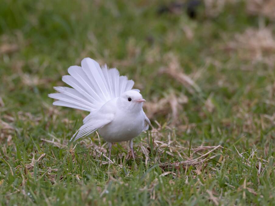 A rare leucistic willie wagtail was captured on camera in the Warrnambool region this weekend by photographer Perry Cho.