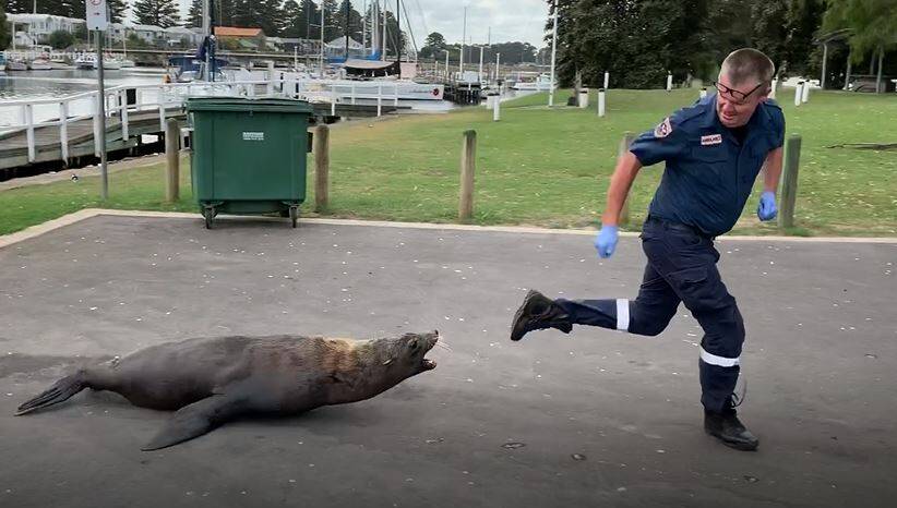 Push to ban fish cleaning at Port Fairy following seal attack