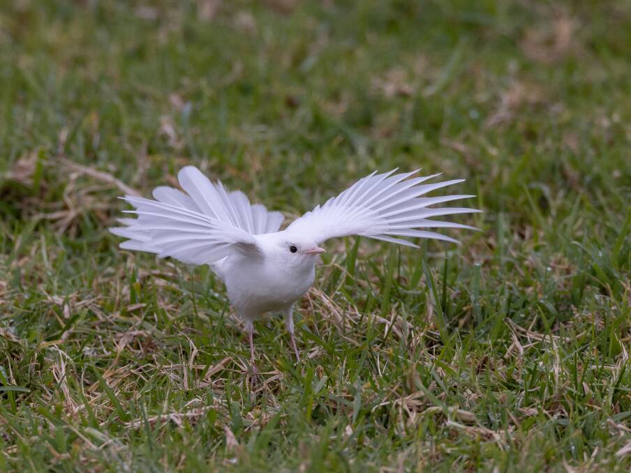 A rare leucistic willie wagtail was captured on camera in the Warrnambool region this weekend by photographer Perry Cho. 