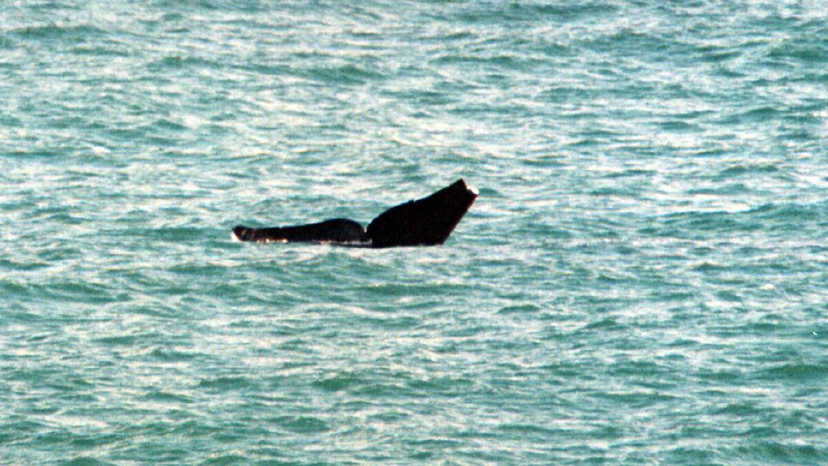 Wilma the whale gives visitors to Logan's Beach a peek at her distinctive tail in the 1990s.