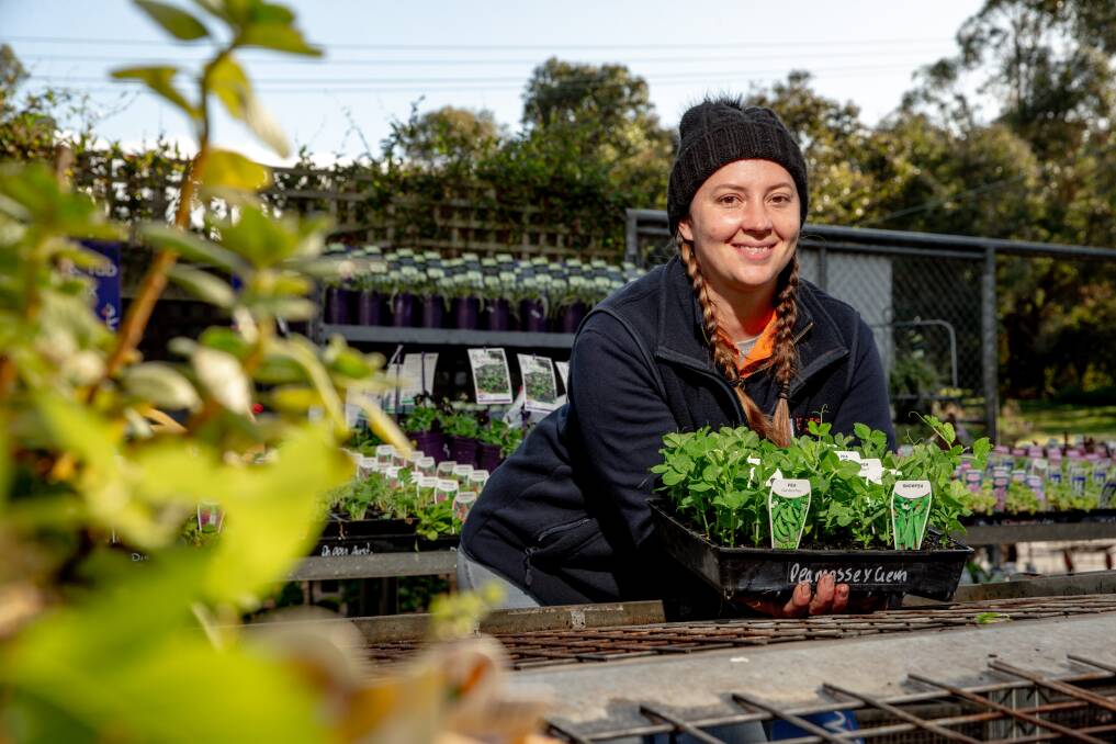 Popular: Sam Roth says home gardeners are snapping up vegetable seedlings. Picture: Chris Doheny