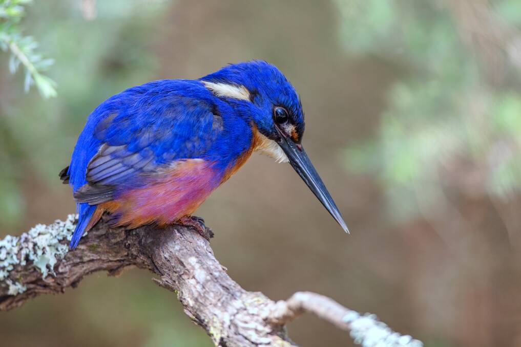 True blue: Perry Cho took his first photo of an azure kingfisher in the Daintree, and it has taken him eight years to find one in the south-west. 