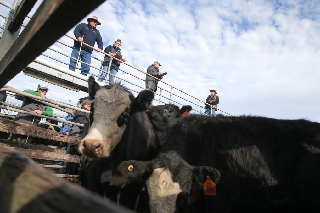 Saleyards upgrade to begin, report not to be made public