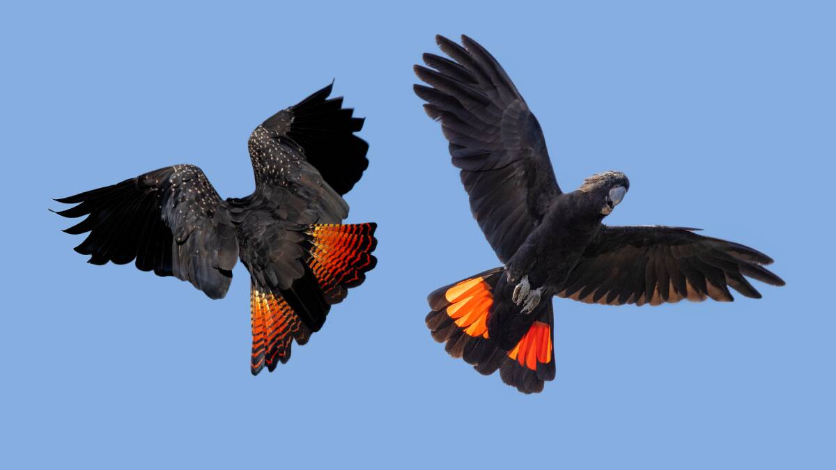 Taking flight: Two endangered south-eastern red-tailed black cockatoos are captured in the south-west. Picture: Perry Cho