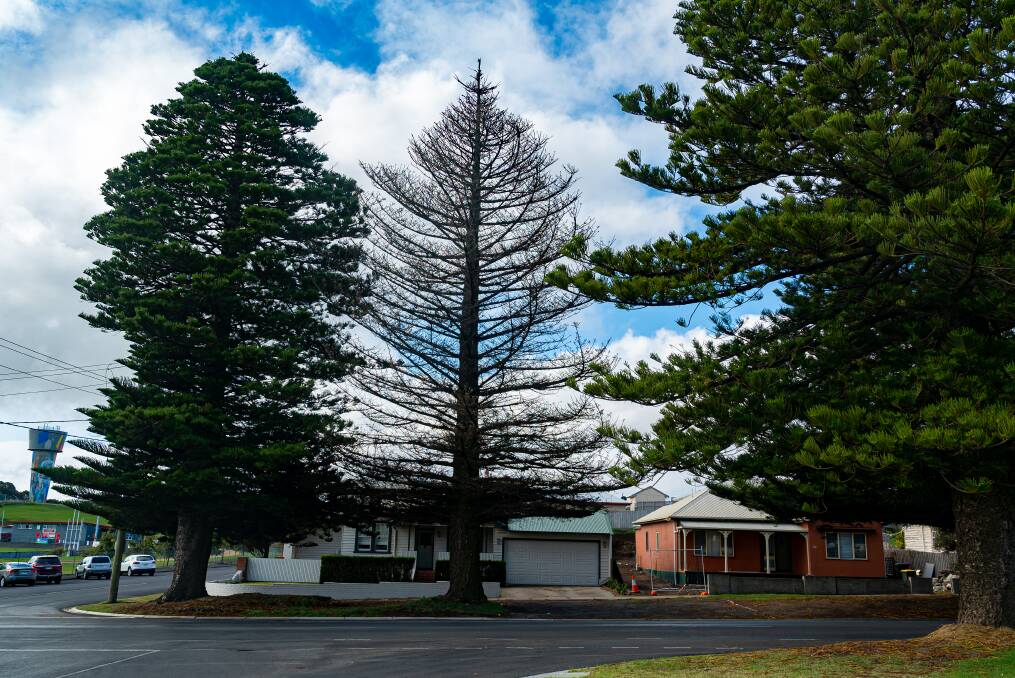 Gone: The historic Norfolk Island Pine tree on Koroit Street will be removed after it was killed by an underground gas leak. It is set to be removed in May.