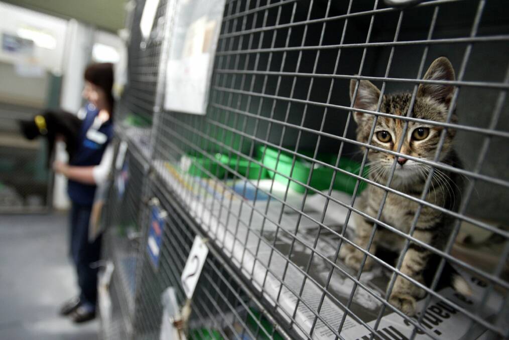 'A significant change': RSPCA tells staff it will cease operating shelter