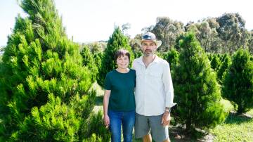 Laura and Gavin Prentice have been growing hundreds of Christmas trees that are now for sale at their Woodford property. Picture by Anthony Brady