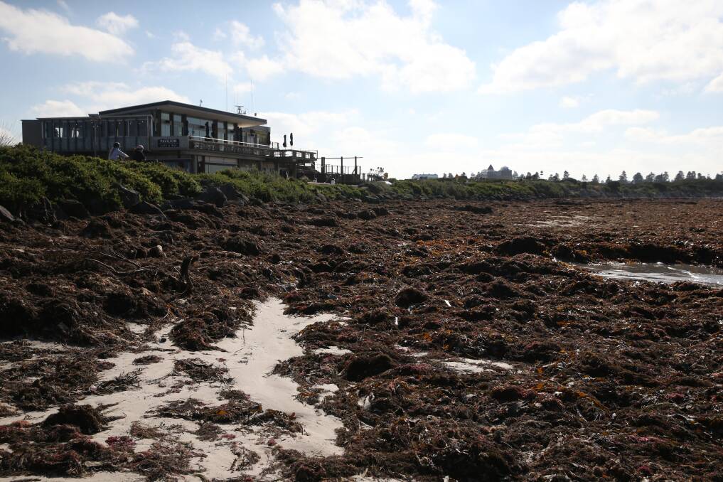 Slow progress: A solution to the build-up of seaweed on the beach at Lady Bay is yet to be realised.