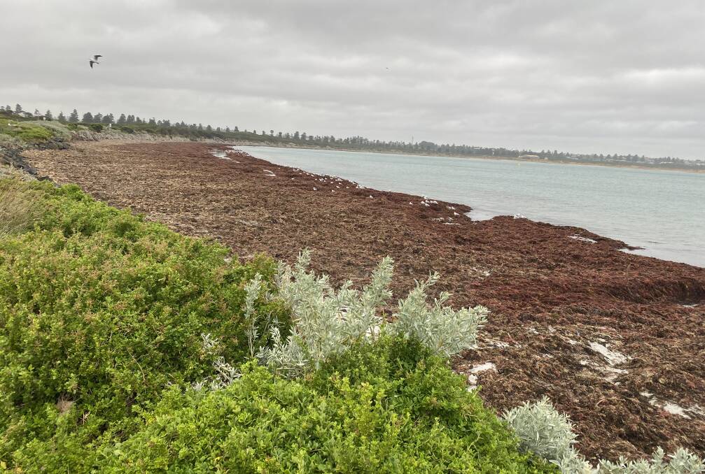 The issue of dredging in Lady Bay was again raised at council with the Harbour Reference Group concerned over the option of dumping spoils "near" the shore rather than behind the dunes.