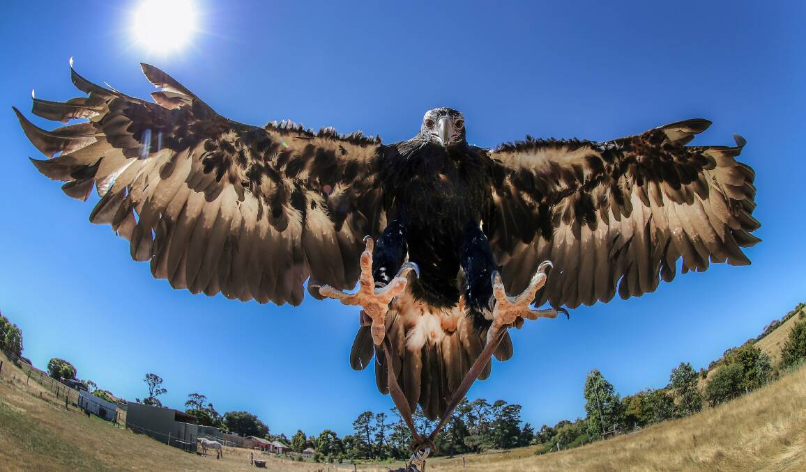 Birds of prey: Sabrina the wedge-tailed eagle and (below) Hailey the whistling kite.