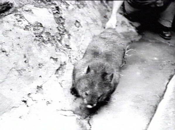 Native: A wombat pictured in 1904, a time when they may have still been seen in Warrnambool. Picture: State Library of Victoria