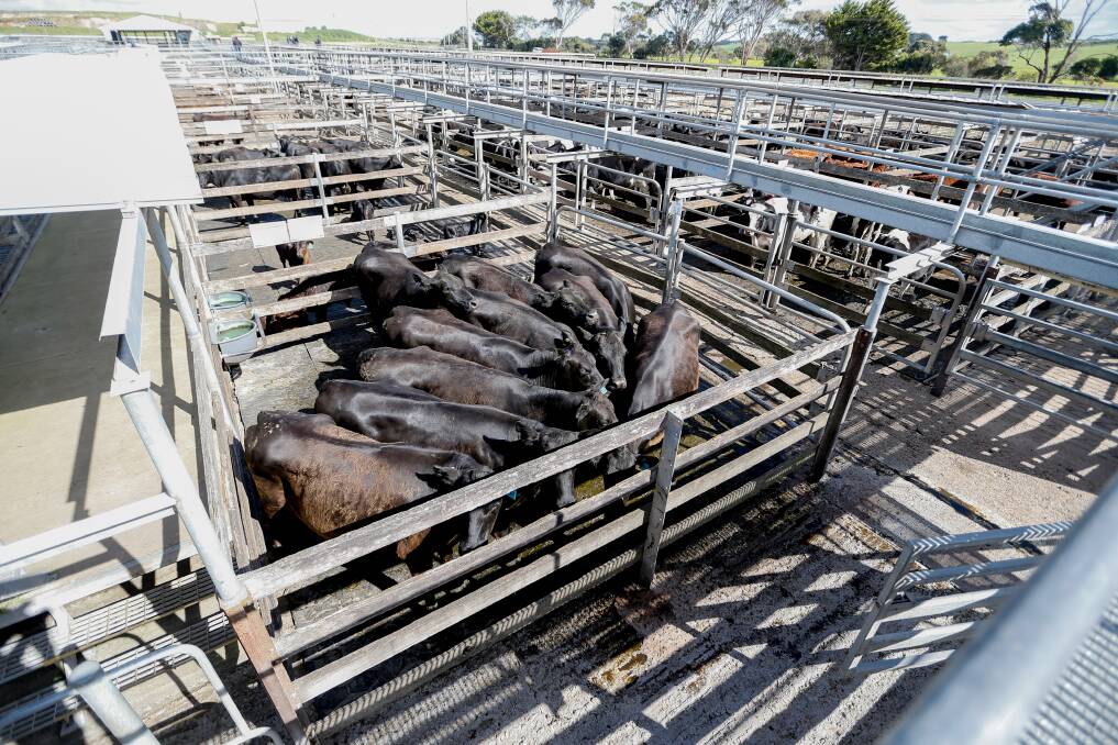 A generic file photo of the saleyards where a cow escaped while being unloaded last week.