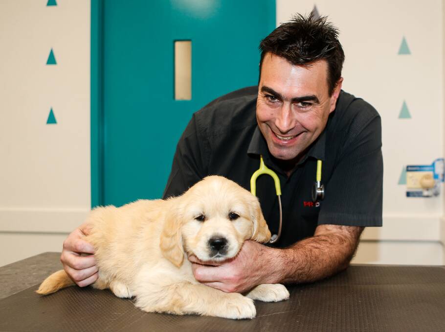 Vet Glenn Cuzens and his eight-week-old puppy Maisy. Picture: Anthony Brady 