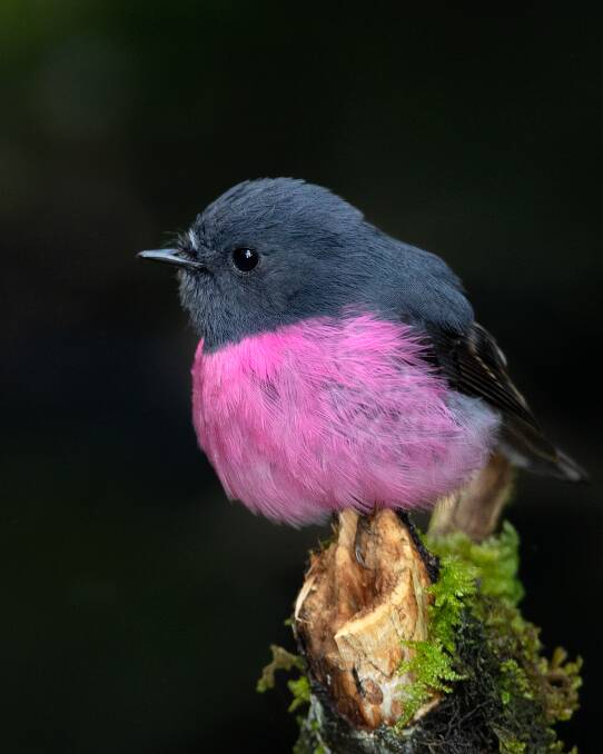 Perry Cho's photo of the pink robin that inspired an artist's work that features on a new range of Maxwell & Williams cups.