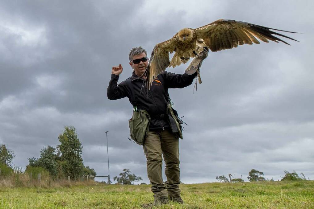 Spread your wings: Graeme Coles with a whistling kite named Hailey.