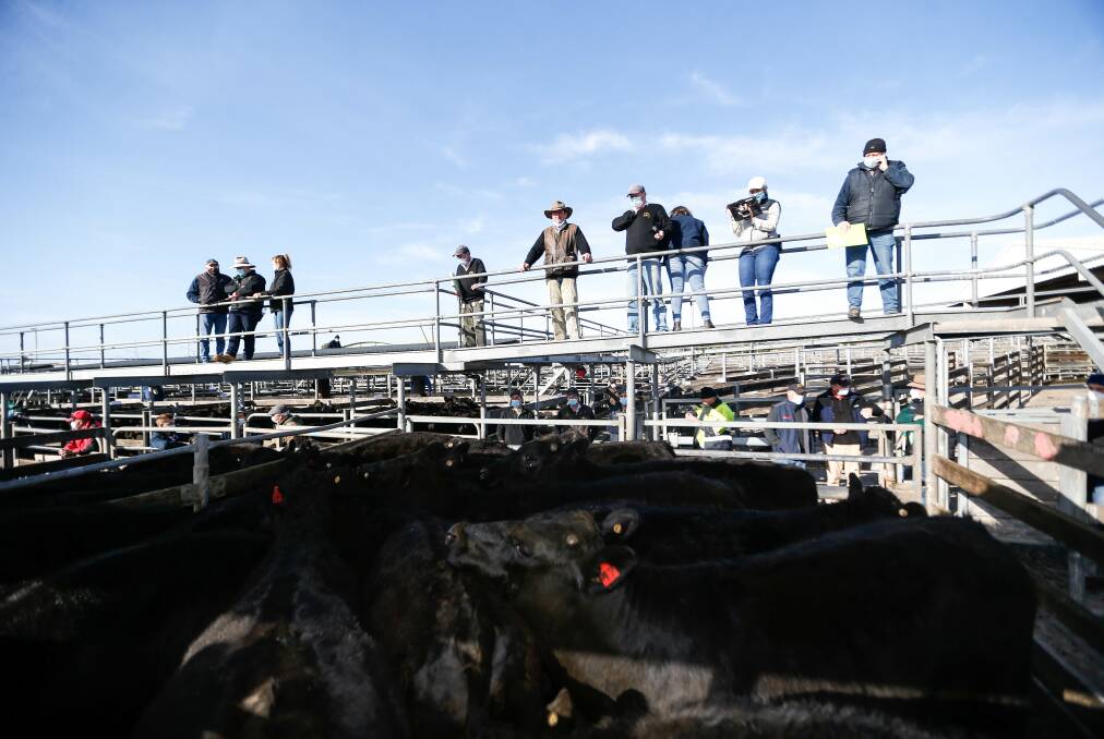 Ageing: Warrnambool's saleyards could go with councillors voting not to award a tender for up to $5.66 million in upgrades.