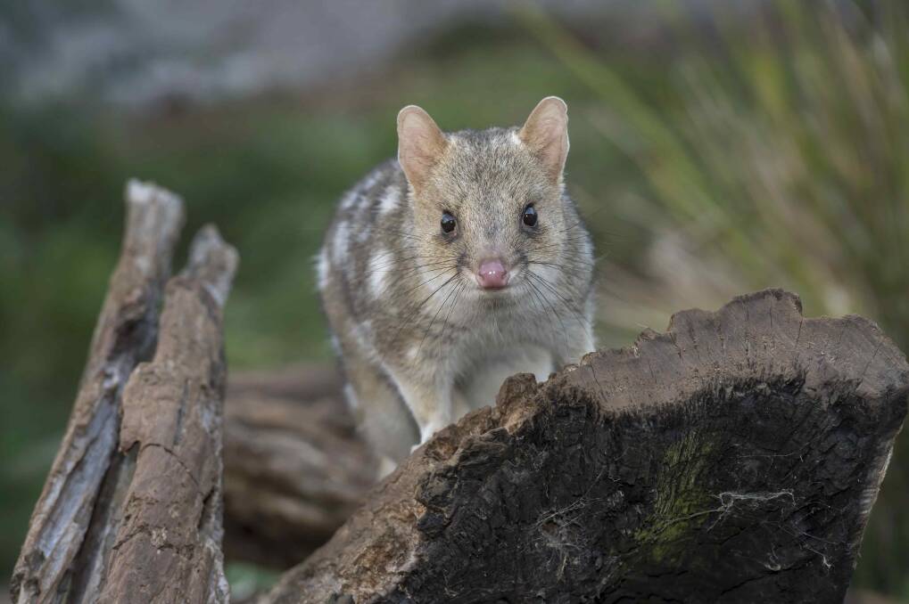 Disappearing act: Quolls used to be in the south-west in plague proportions, but there are none to be found today. Photo: Bronwyn Ellis