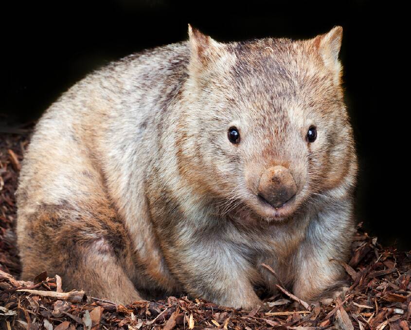 Common: The wombat was a common sight in Warrnambool in the 1800s, but by the 1930s they had disappeared.