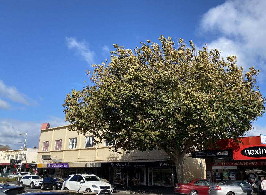 Decisions made about trees in Warrnambool have been labelled "disasterous".