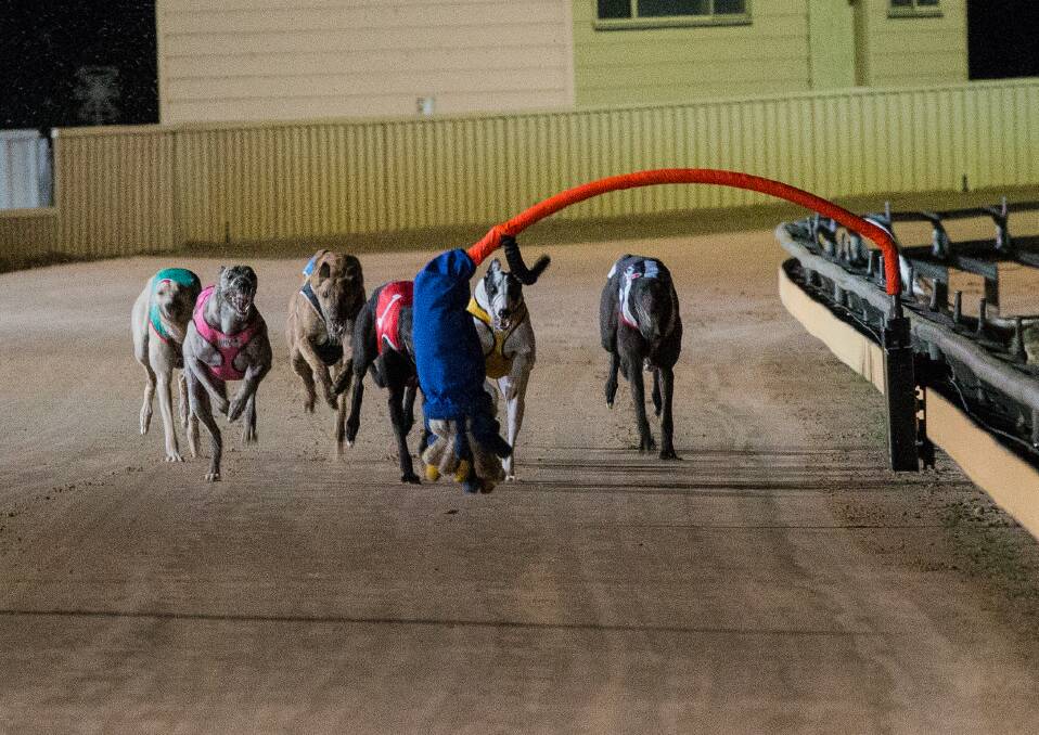 STILL WAITING: Greyhound Racing Victoria says a decision on whether the Warrnambool Cup will be run in May has not yet been made. Picture: Anthony Brady