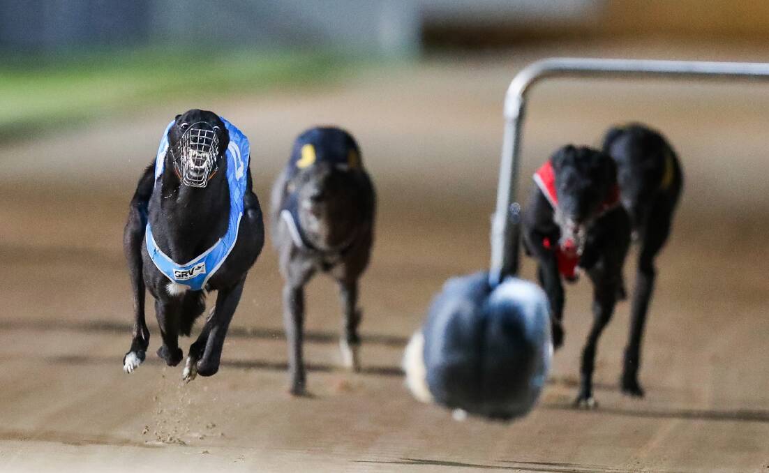 OUT IN FRONT: Ray Drew's Lektra Yoyo, trained in Dennington, leads the chasing pack as it crosses the finishing post in race five.