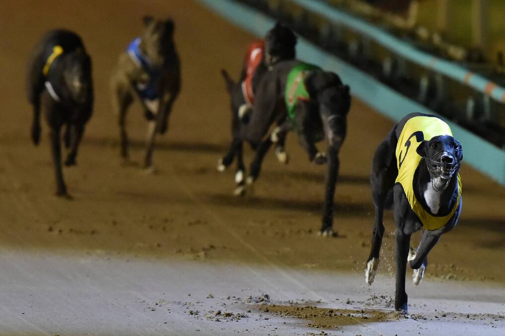 LEADING: Allansford's Lightning Frank (yellow rug) is shaping as an early Classic favourite on the back of a flying heat victory. Picture: GRV