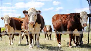 The weekly results for Camperdown and Mortlake livestock markets. Picture by Shutterstock