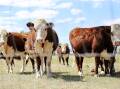 The results for Camperdown and Mortlake livestock markets for September 18 and 19, 2023. Picture by Shutterstock