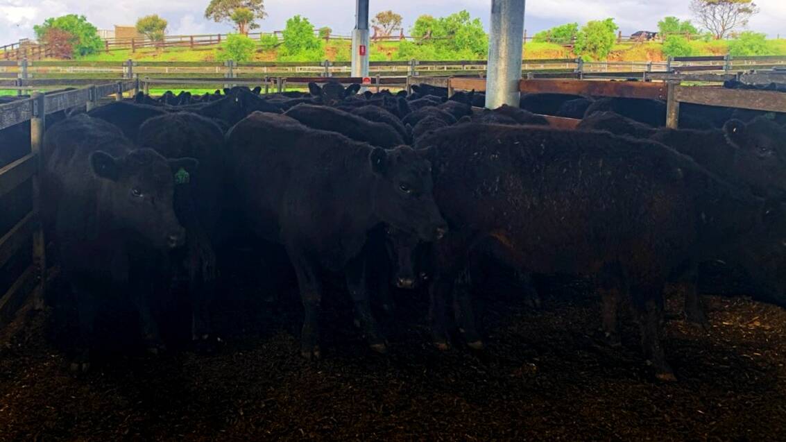 STRONG: Toora West sold a run of 300 steers to very good prices, including a pen of 35, 453kg, for $2491 or 550c/kg. Photo: Supplied