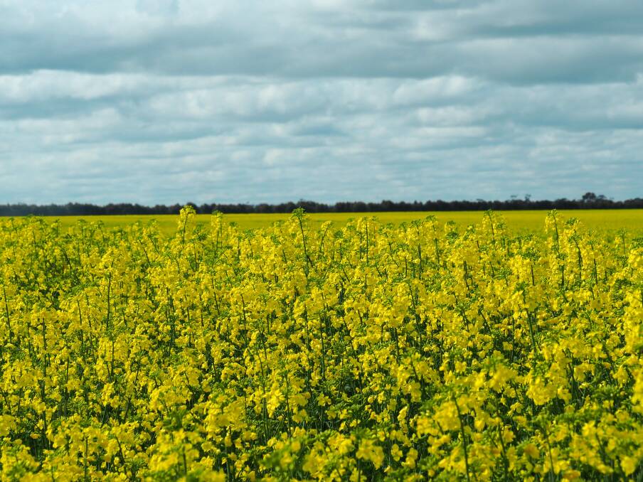 Acreage: A 457-acre plot of canola and wheat crops in Lismore has sold for a "pleasing" amount say real estate agents, renewing confidence in south-west farming.