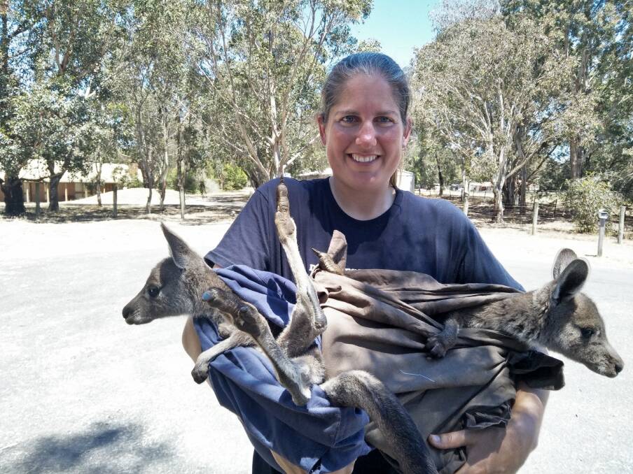Roo rescue: Warrnambool wildlife rescuer Shannon McKay is screening 'Kangaroo: A Love-Hate Story' as a film fundraiser for her shelter on Friday night.