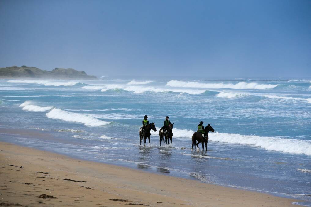 Gift horse: Government plan to put race horses back on beaches