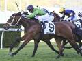 Democracy Manifest is tipped to win Race 9, the ATC Foundation AJAX Stakes over 1500m at Rosehill. Picture Bradley Photos