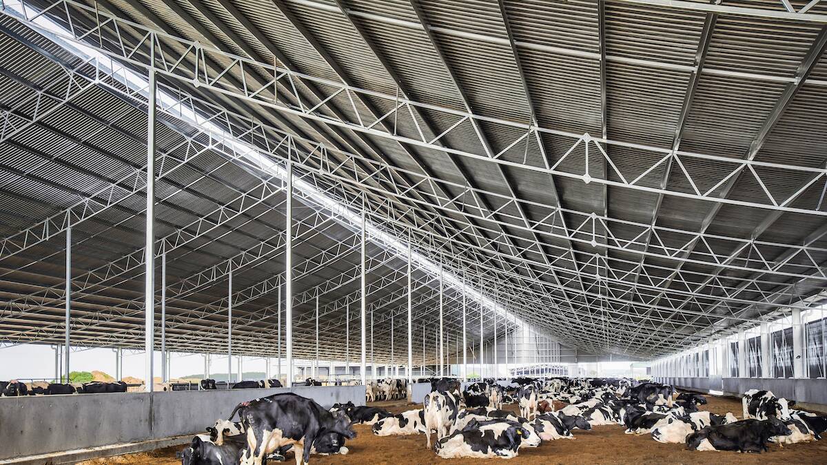 The first national Dairy Feedpads and Contained Housing Guidelines has been developed by Agriculture Victoria and Dairy Australia. Picture: Supplied