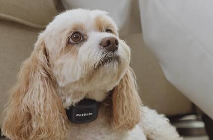The collar uses sound technology to detect and discourage a dog's excessive barking. Picture supplied