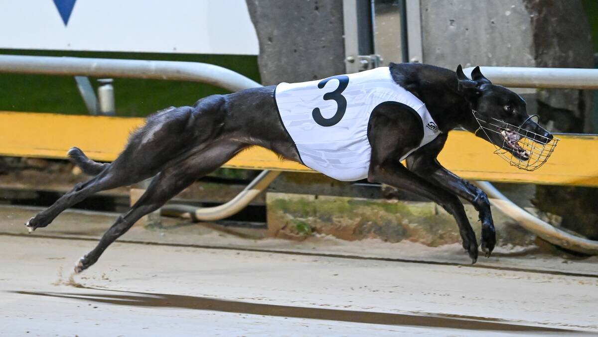 QUICK: Qwara Bale stormed to victory in the Warrnambool Cup in 24.84 seconds. Picture: Clint Anderson