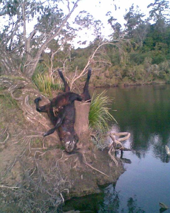 Bodies of cattle are decaying on the river's edge. Photo Dr Keith Bishop.