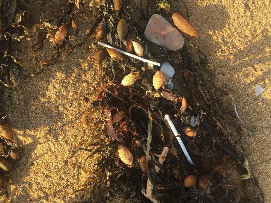 Litter problem: A photo posted by the Sea Shepherd Marine Debris Campaign group shows the white plastic objects at Warrnambool's Shelly Beach.