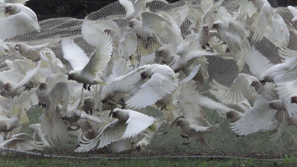 Taking flight: Corellas being trapped in a net before being gassed during a Warrnambool City Council culling program in the early 2000s.