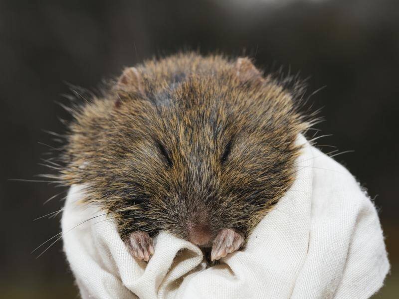 Victoria's native broad-toothed rat population faces an uncertain future after the summer bushfires.