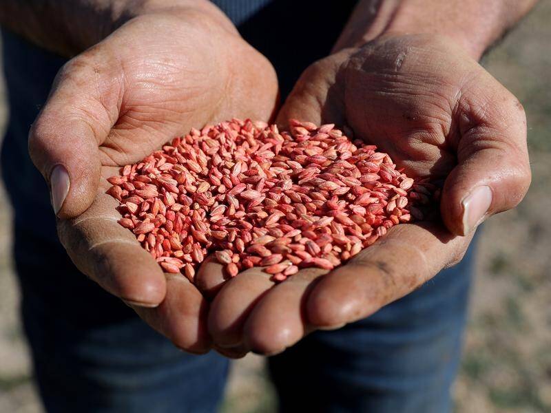 A new deal will allow Australian grains growers to export feed grains into Indonesia tariff free.