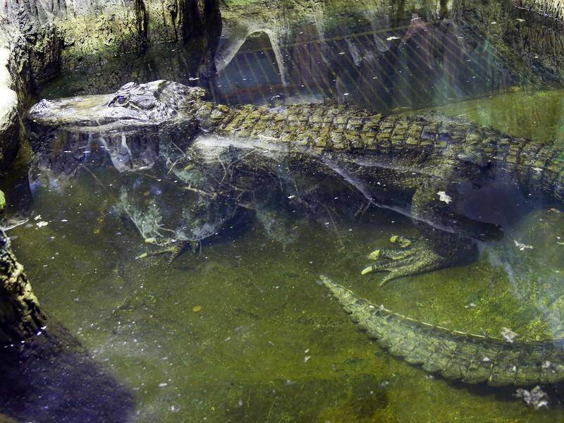 Saturn the alligator was about 84 years old and died at Moscow Zoo.