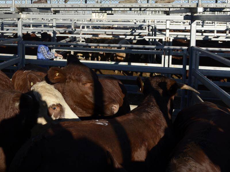 A meat company has been fined after a stockman was trampled and found dead in a cattle yard.