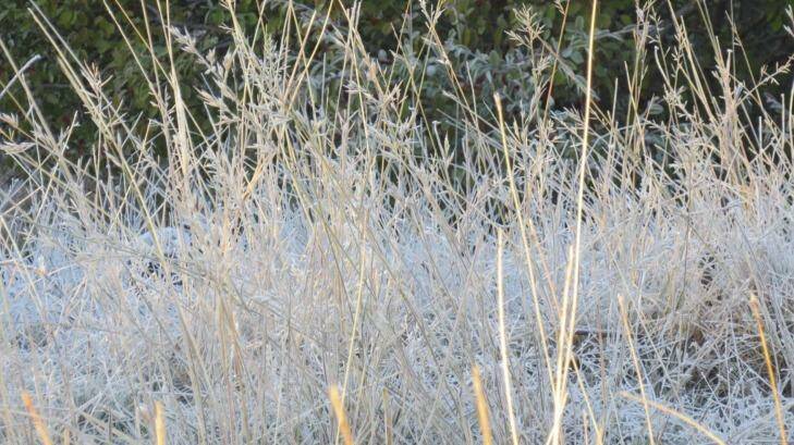 Melbourne woke to frost today, the coldest July morning in 18 years. Photo: Rosanne Hood