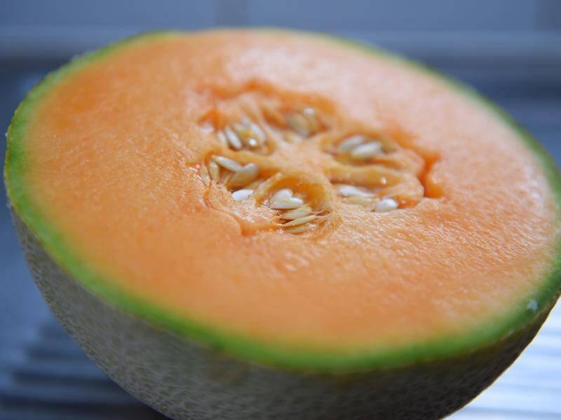 The NSW rockmelon grower linked to a fatal listeria outbreak has been cleared to resume production.